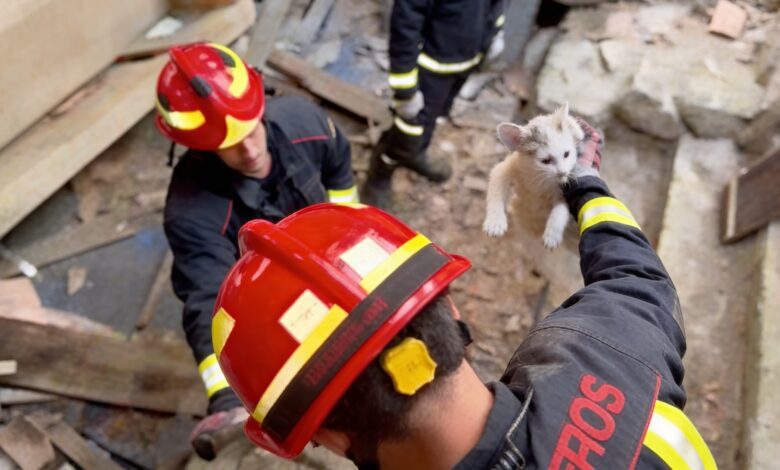 Two unusual rescues in Madrid a roe deer and a cat freed in 24 hours