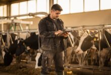 Молочные фермы Испании оказались на грани: закупочные цены сравнялись с расходами