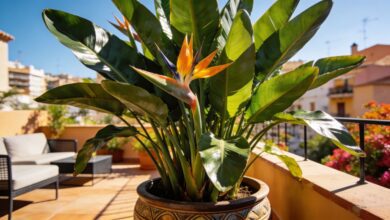 Lidl предлагает Strelitzia для террас и балконов по цене 12