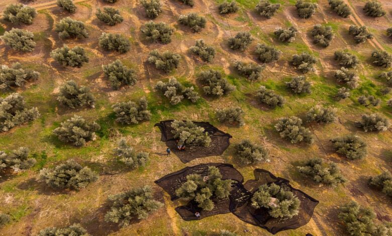 В Испании стартовала массовая легализация 200 тысяч мигрантов в агросекторе