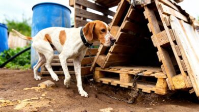 Власти Гран-Канарии изъяли 29 собак в критическом состоянии на частной территории RUSSPAIN.COM