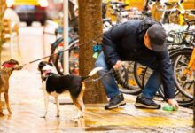 Барселона тратит миллионы на борьбу с грязью: новые штрафы и правила для владельцев собак