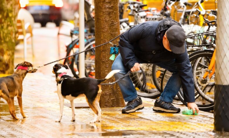 Барселона тратит миллионы на борьбу с грязью: новые штрафы и правила для владельцев собак