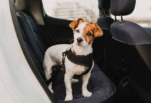 New EU Rules on Traveling with Dogs and Cats Take Effect