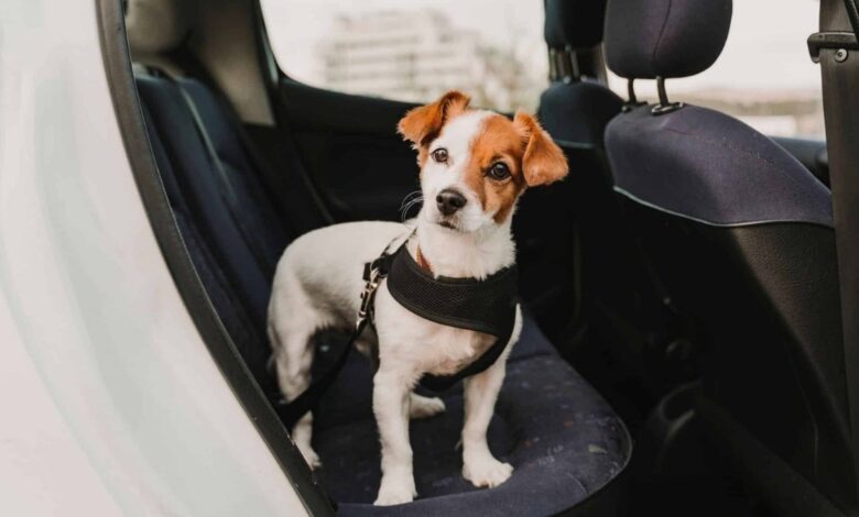 В ЕС вступили в силу новые правила перевозки собак и кошек