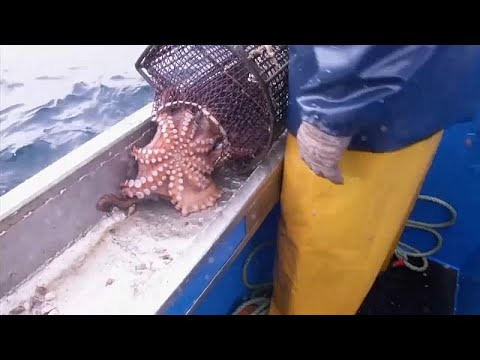 Осьминоги резко подорожали и становятся деликатесом