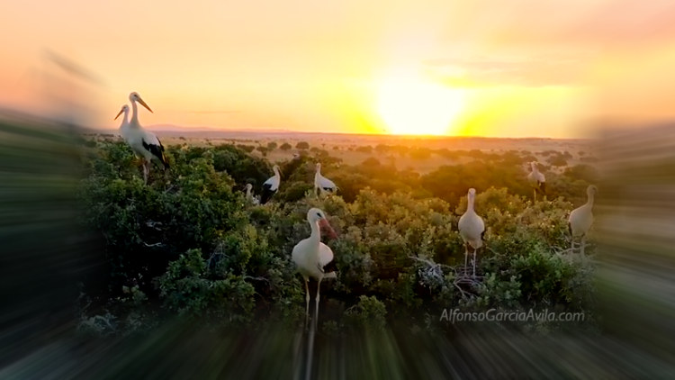 Аисты не мигрируют в Африку, а зимуют на испанских свалках