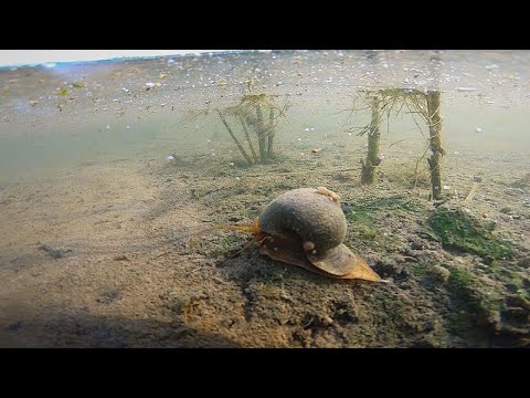 Испания учится выращивать рис, который никого и ничего не боится