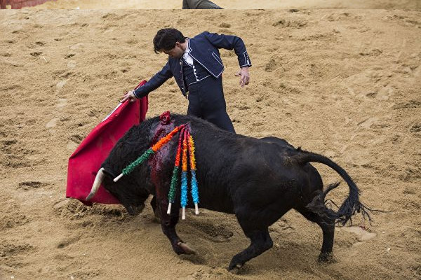 Быки "тащатся" от корриды. Гормоны удовольствия блокируют боль