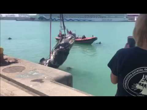 Внутри кашалота на Канарских островах нашли 250 тысяч долларов