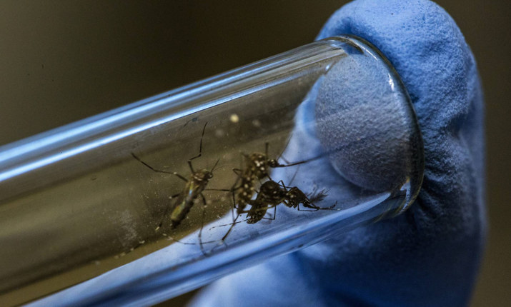 В Аликанте комары заразили троих туристов вирусом Чикунгунья