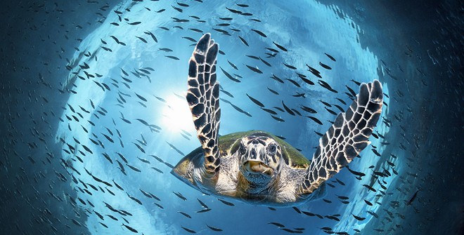 Уникальная кладка морской черепахи на побережье Испании