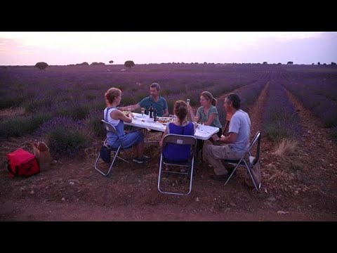 Цветущая лаванда привлекает десятки тысяч туристов в Испанию