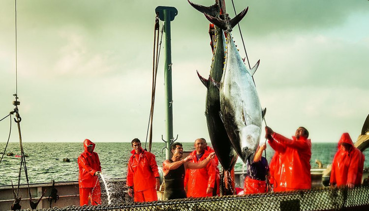 Когда в Испании начинается сезон охоты на тунца