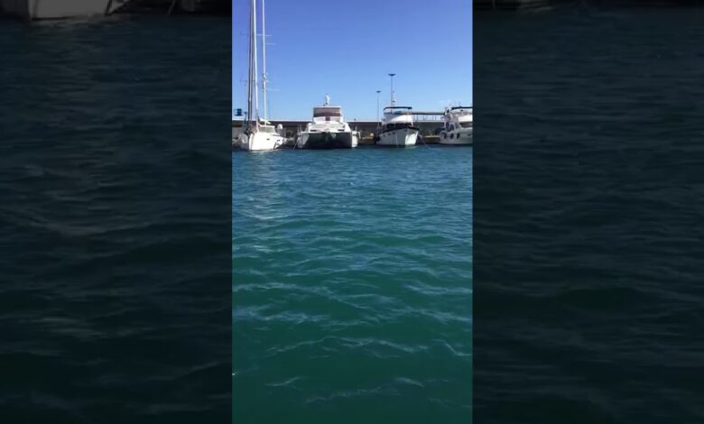 Двенадцатиметровый кит заплыл в старый порт Валенсии