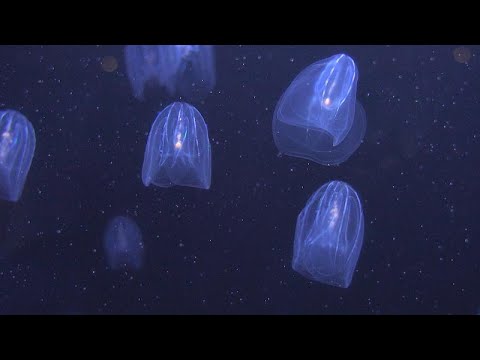 Зелёная Европа. Медузы помогут в очистке морей