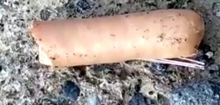 Канары: снова найдены иголки в сосисках для убийства собак