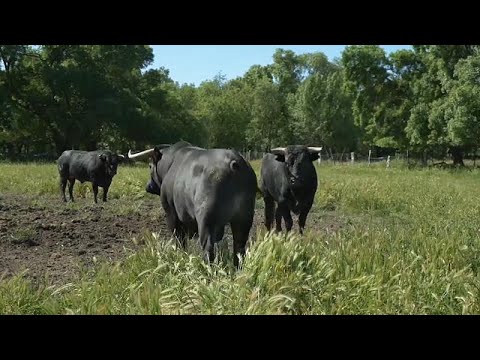 Испания. Боевым быкам, выращенным для корриды, грозит исчезновение