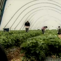 ВНЖ по осёдлости, или по 3-м годам. (Текст из радио-версии)