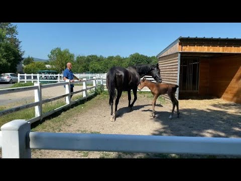 Сибирская язва вернулась в животноводство Испании