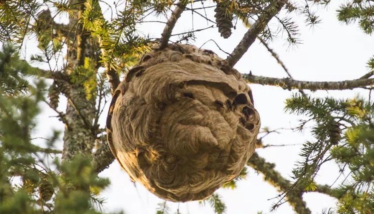 В Хихоне (Испания) множатся шершни убийцы. Уже нашли 2000 семей