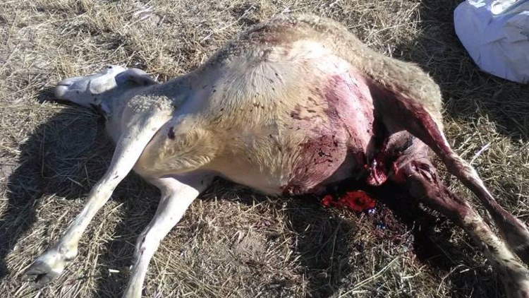 Oveja fallecida por el ataque de lobo en Villasbuenas. | ASAJA