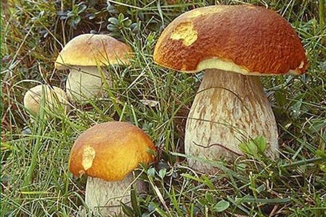 Испания может потерять урожай грибов из-за глобального потепления