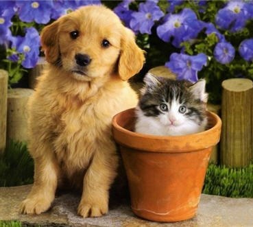 В ветеринарных клиниках Испании выявили чрезмерное использование антибиотиков