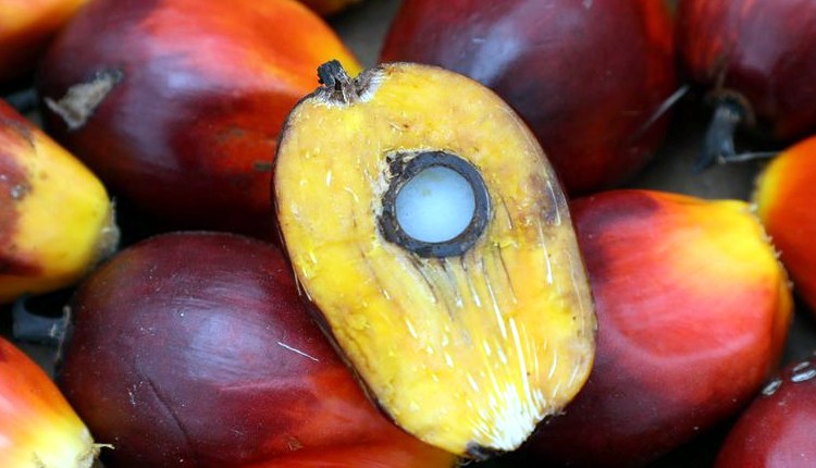 Una semilla de la palma de aceite, recogida en Malasia en enero.