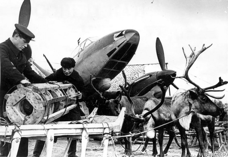 Животные на войне. Олени / Пётр Свирин: "Удивил!"