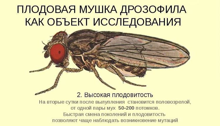 Плодовая муха дрозофила