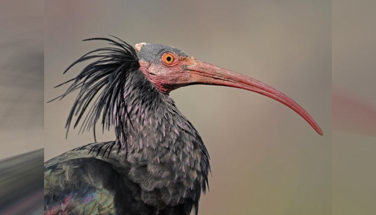 Пилоты сопровождают в Испанию стаю птиц, зимующих на пиренейском полуострове