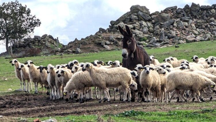 Большая вечерняя история любителям природы Испании: иберийский волк