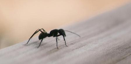 В Барселоне вновь зафиксировано нашествие «сумасшедших муравьев»