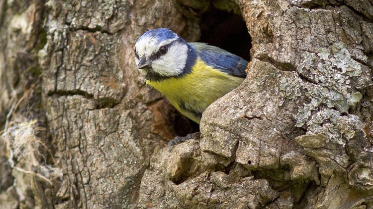 Ученые из Испании: 78% видов птиц находятся под угрозой из-за человека