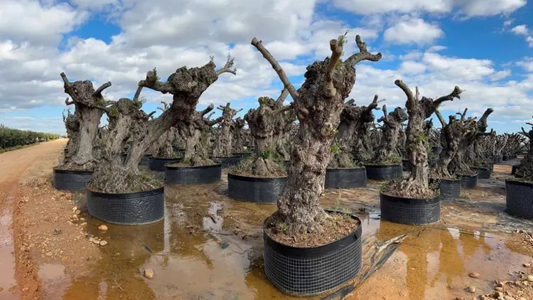 Выращивание оливок в Испании: «Собрать урожай, пока этого не сделали воры»