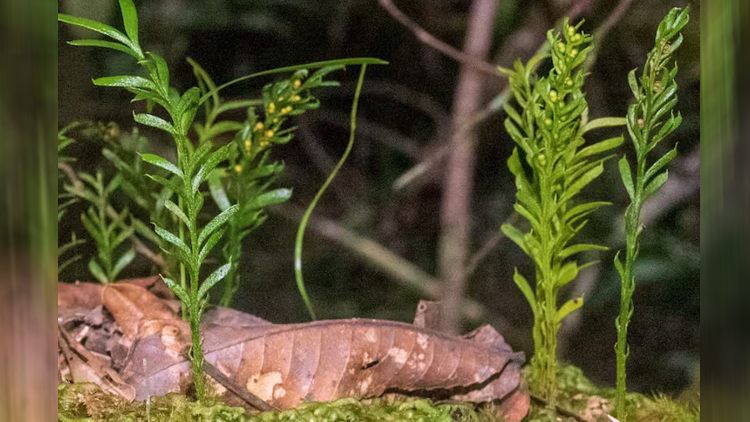 Ученые Испании нашли организм с самым большим на Земле геномом