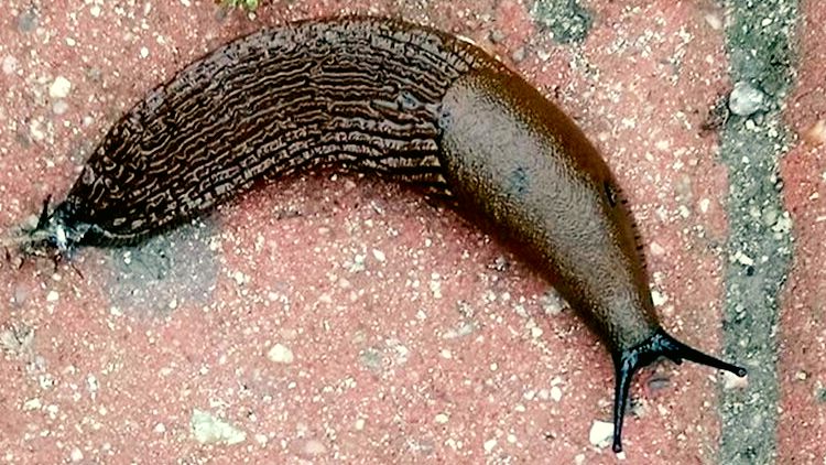 Моллюски-мигранты из Испании конкурируют с местными видами в Петербурге