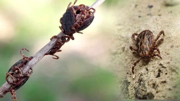 Опасные клещи в Испании. Как предостеречься и что делать в случае укуса