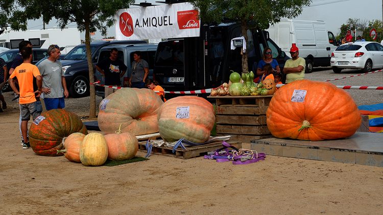 Большой тыквенный фестиваль l’Horta de Campanar-Benimàmet снова в Валенсии
