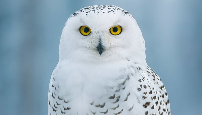 Останки древних арктических птиц обнаружили в Ситжесе