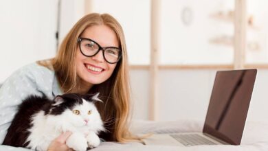 Обязателен ли курс для владельцев кошек по новому закону в Испании?