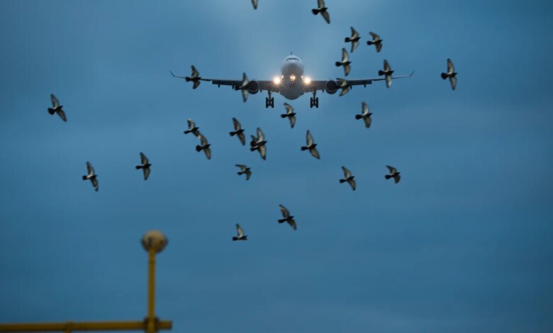 Насколько опасны столкновения самолетов с птицами: статистика и последствия для авиации