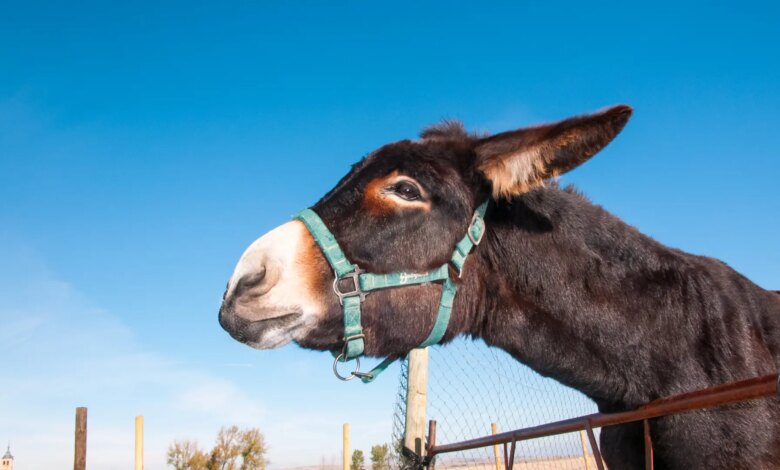 В Испании ослы помогают предотвращать лесные пожары: опыт Доньяны