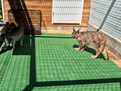 Descubren zoológico clandestino con especies raras y en peligro de extinción en Castellón