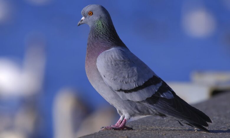 Balearic Islands Face Wild Pigeon Invasion: Farmers Suffer Losses