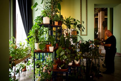 Summer Plant Shelters Gain Popularity in Madrid: How ‘Botanical Daycare Centers’ Operate