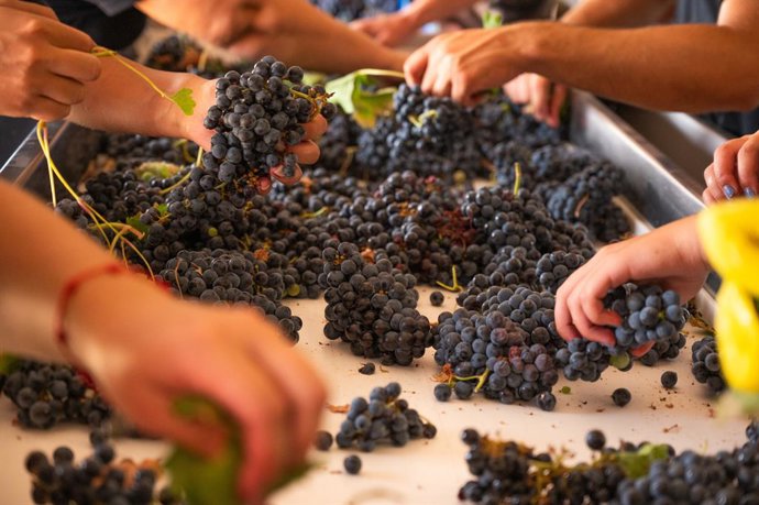 Portugal invita a turistas a la vendimia: cómo convertirse en enólogo por un día en tres famosas regiones vinícolas