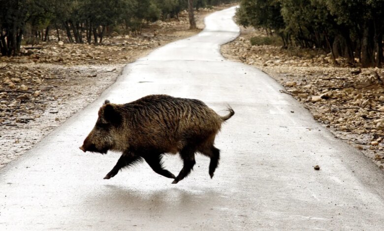 En España aumenta el número de accidentes con fauna salvaje: recuerdan a los conductores las medidas de seguridad