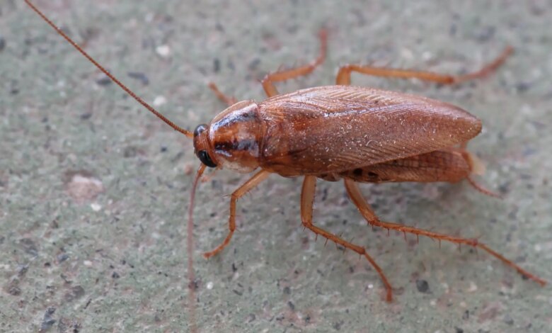 В Испании предупредили о рисках уничтожения тараканов в летний период
